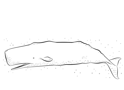 Sperm Whale Coloring Page